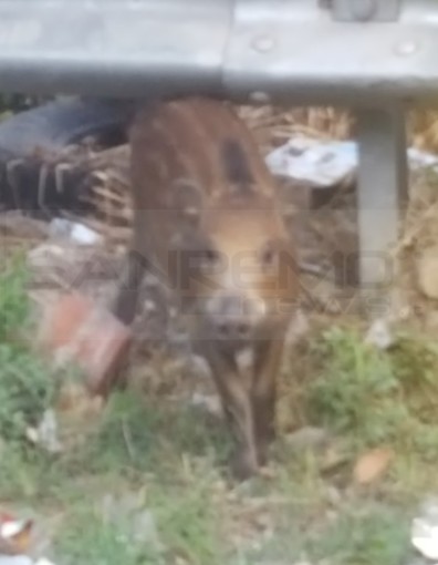 Ventimiglia: i cinghiali sempre più vicini ai centri urbani, eccoli nelle foto scattate a Roverino Ventimiglia: i cinghiali sempre più vicini ai centri urbani, eccoli nelle foto scattate a Roverino
