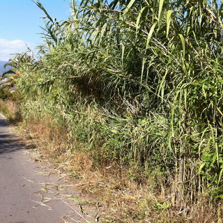 Civezza: canneto sulla carreggia nella zona di Poggi, intervento del nostro lettore Fabio Ballabeni Civezza: canneto sulla carreggia nella zona di Poggi, intervento del nostro lettore Fabio Ballabeni