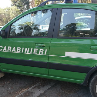 Due albanesi residenti a Taggia denunciati nel savonese per un furto di verde ornamentale