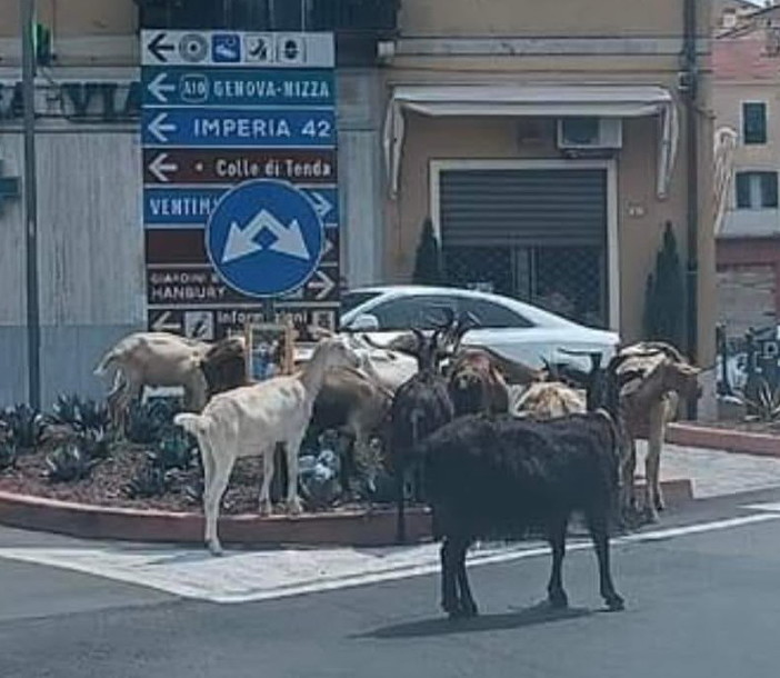 Ventimiglia: di solito sono sul Roya, capre in giro a largo Torino tra l'ilarità di residenti e turisti (Foto)