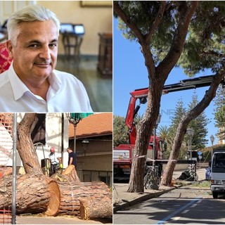Alberi abbattuti a Sanremo: il comitato P.A.T. attacca il Comune, Menozzi “Priorità alla sicurezza, dove abbiamo radici e asfalto si creano problemi”
