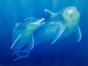 Genova: nel pomeriggio a Palazzo Ducale si riunisce il comitato scientifico del Santuario dei Cetacei