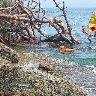 Ventimiglia: crolla un grosso pino su una spiaggetta di Latte, lievemente ferita una donna di 45 anni (Foto) Ventimiglia: crolla un grosso pino su una spiaggetta di Latte, lievemente ferita una donna di 45 anni (Foto)