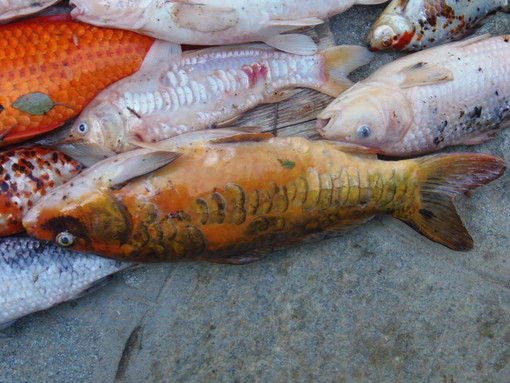 Sanremo: moria di carpe a Verezzo, le ultime notizie dal proprietario del laghetto