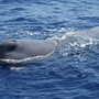 Giornata Mondiale degli Oceani, a Sanremo una conferenza su ambiente e sviluppo Giornata Mondiale degli Oceani, a Sanremo una conferenza su ambiente e sviluppo