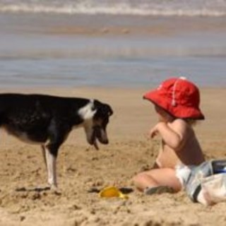 Ospedaletti: nei prossimi giorni vicino al piazzale a Mare aprirà una nuova spiaggia dedicata agli 'amici a 4 zampe' Ospedaletti: nei prossimi giorni vicino al piazzale a Mare aprirà una nuova spiaggia dedicata agli 'amici a 4 zampe'