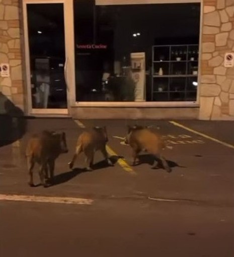 Sanremo: cinghiali sempre più vicini alle case, stanotte in 'giro' in via Padre Semeria (Foto) Sanremo: cinghiali sempre più vicini alle case, stanotte in 'giro' in via Padre Semeria (Foto)