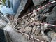 Sanremo: crolla una porzione di muro su una strada pedonale in via Caduti del Lavoro, lievi danni (Foto) Sanremo: crolla una porzione di muro su una strada pedonale in via Caduti del Lavoro, lievi danni (Foto)