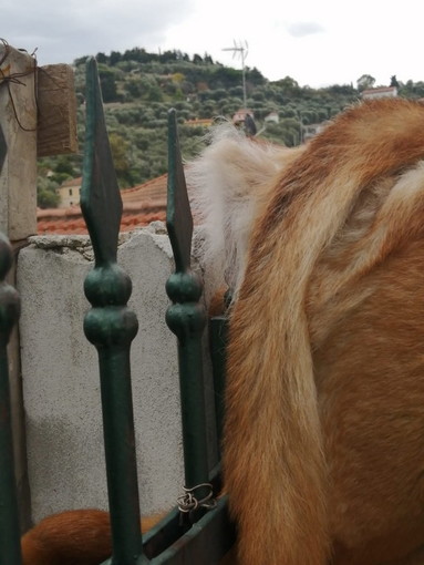 Imperia: cane rimane infilzato in una cancellata, liberato dai Vigili del Fuoco e portato dal veterinario