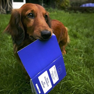 Nizza: donna senza 'passaporto' del cane fermata dalla Gendarmerie, un altro caso anche a Mentone