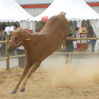 Sanremo: scalciata da un cavallo al campo ippico Solaro, frattura al braccio per una giovane 25enne