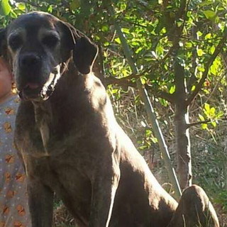 Dolceacqua: smarrito in località Caneo Tramontina il cane 'Camilla', l'appello dei proprietari (Foto)