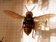 Apicoltura: Regione Liguria, parte la campagna di sensibilizzazione e monitoraggio ‘Stop vespa velutina’