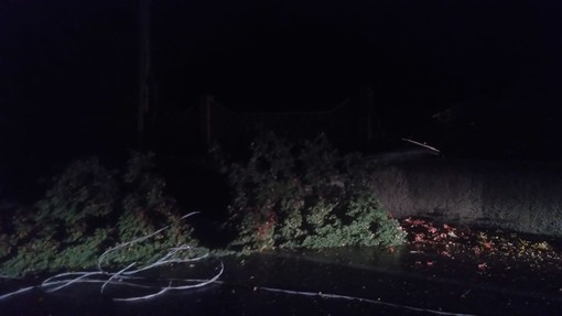 Sanremo: maltempo nel weekend, intervento dei Vigili del Fuoco a Capo Nero per due pini caduti ma nessun danno grave