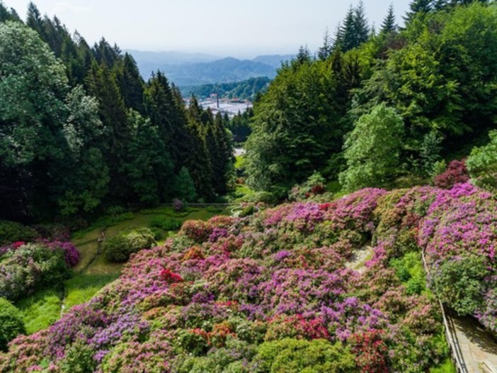 L'Oasi Zegna riparte dalle splendide fioriture spontanee e della Conca dei Rododendri