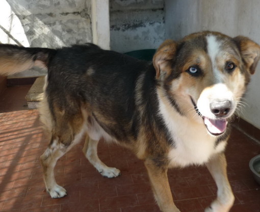 Badalucco: il cagnolino Quart è stato ritrovato