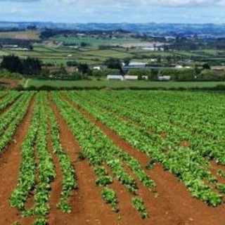 Agricoltura post-Covid, la Coldiretti Imperia: "Occorre investire e ridurre la dipendenza dall'estero" Agricoltura post-Covid, la Coldiretti Imperia: "Occorre investire e ridurre la dipendenza dall'estero"