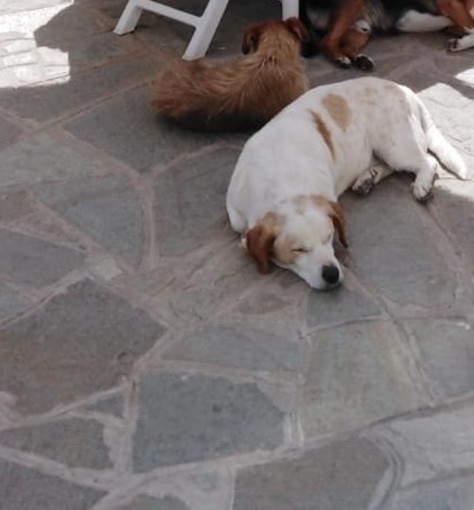 Riva Ligure: due cani portati via mentre la proprietaria li stava cercando, ora sarebbero a Genova (Foto)
