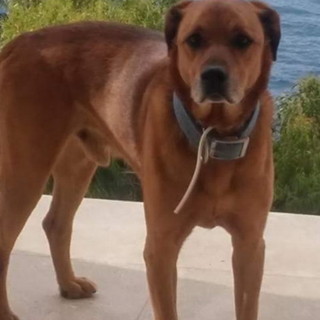 Dolceacqua: smarrito da questa mattina 'Cesare', cane buono e docile. L'appello dei proprietari