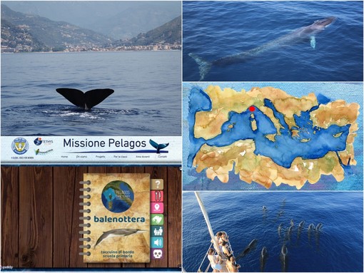 Le bellezze del mare sui banchi di scuola, nasce il progetto “Missione Pelagos, balene e delfini dei nostri mari” Le bellezze del mare sui banchi di scuola, nasce il progetto “Missione Pelagos, balene e delfini dei nostri mari”