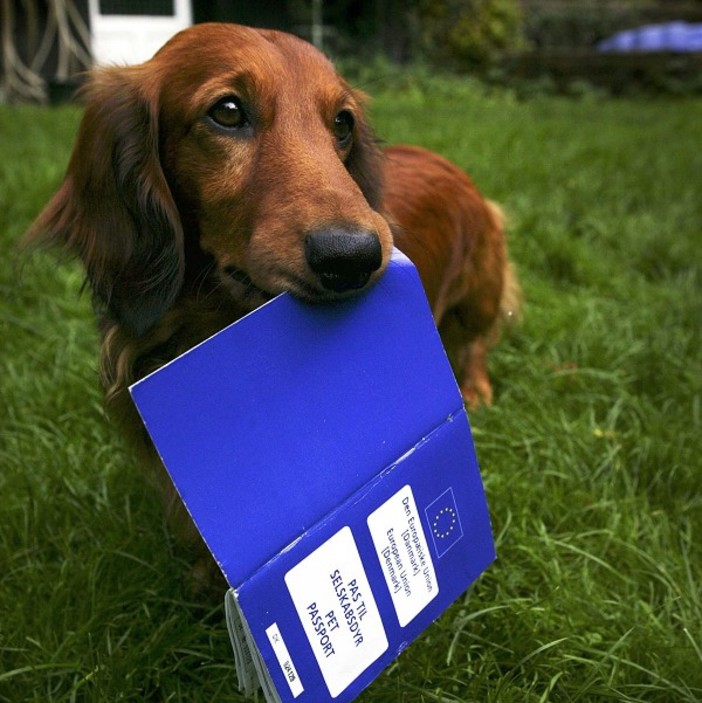 Nizza: donna senza 'passaporto' del cane fermata dalla Gendarmerie, un altro caso anche a Mentone