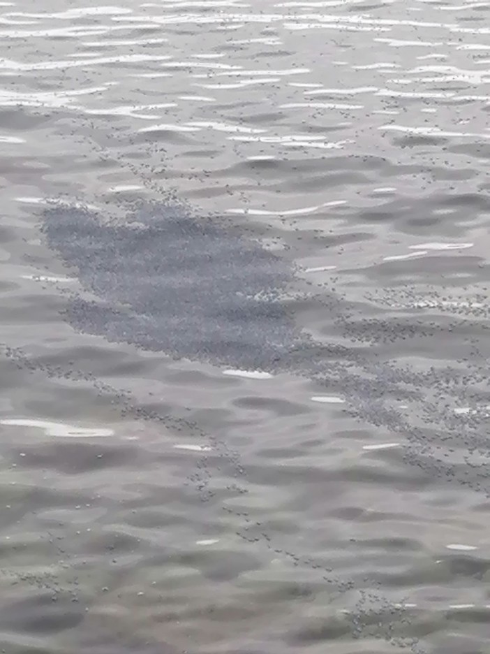 Ventimiglia, "grosse chiazze nere in mare": la segnalazione (Foto) Ventimiglia, "grosse chiazze nere in mare": la segnalazione (Foto)