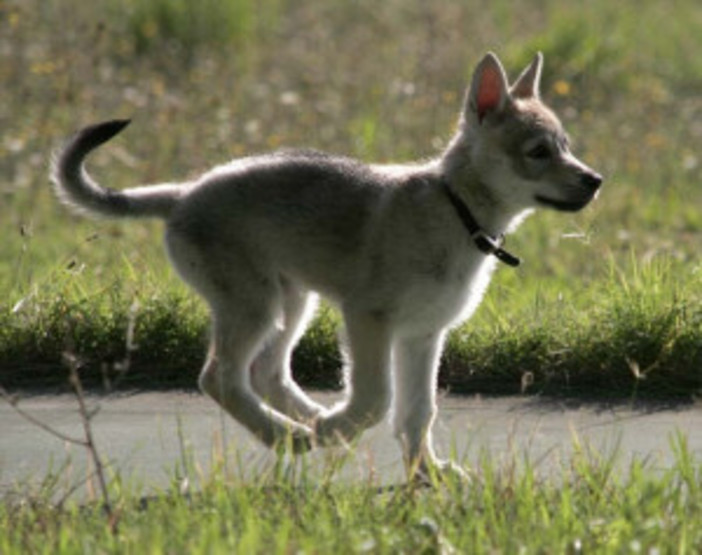 Mendatica: domenica 7 agosto a San Bernardo torna il raduno per gli amanti dei cani "4 Zampe Day"