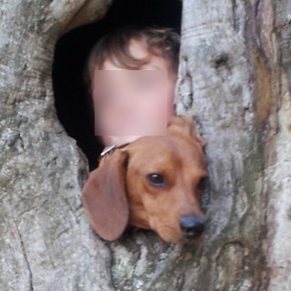 Ventimiglia: smarrito il 16 febbraio Pepe, un bassotto di 16 mesi. L'appello dei proprietari