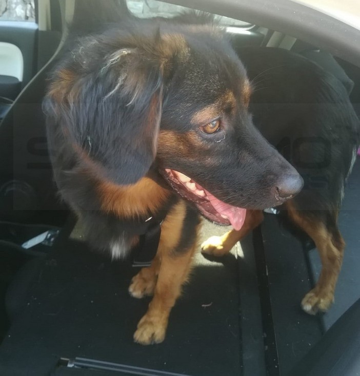 Sanremo: al rifugio Enpa 'Pino' cerca una nuova famiglia, è stato trovato da poco in Valle Argentina