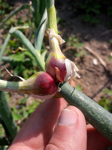 Avere l'orto in casa: basta un terrazzo per coltivare con successo la cipolla egiziana ligure