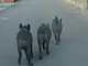 Seborga: tre cinghiali a spasso sulla strada principale, le immagini girate dall'auto e pubblicate sui social (Foto e Video)