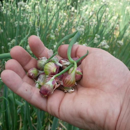 Realizzare un piccolo orto domestico sul terrazzo: agricoltura fai da te con la cipolla egiziana
