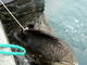 Bordighera: cinghiale trovato ferito al porto, in corso le operazioni di soccorso Bordighera: cinghiale trovato ferito al porto, in corso le operazioni di soccorso