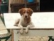 Taggia: smarriti in due cani da caccia nelle foto in zona Carlevà, l'appello dei proprietari