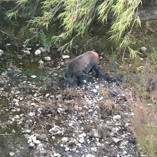 Imperia: i cinghiali sempre più vicini alle città, questa mattina alla ricerca di cibo sull'Impero (Foto) Imperia: i cinghiali sempre più vicini alle città, questa mattina alla ricerca di cibo sull'Impero (Foto)