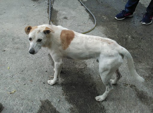 Pigna: cagnolino trovato questa mattina con ferite da morso, si teme sia stato abbandonato