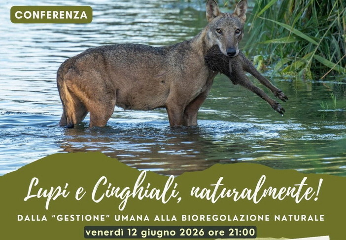Lupi, cinghiali e uomo: al CAI Sanremo una serata per capire equilibri naturali e sfide della convivenza