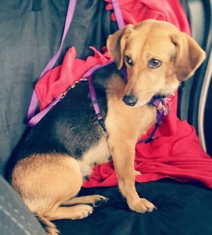 Sanremo: smarrita questo pomeriggio nella zona di Baragallo la cagnetta 'Cleo', l'appello dei proprietari Sanremo: smarrita questo pomeriggio nella zona di Baragallo la cagnetta 'Cleo', l'appello dei proprietari