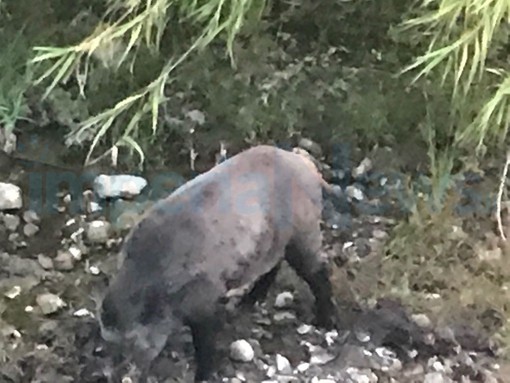 Numero di cinghiali fuori controllo in Liguria: stop agli incidenti stradali causati dalla loro presenza Numero di cinghiali fuori controllo in Liguria: stop agli incidenti stradali causati dalla loro presenza