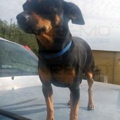 Il cane 'Piccolo' scomparso da una settimana a Castellaro: è microchippato, appello del proprietario per ritrovarlo