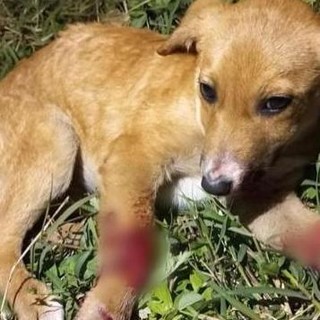 Il cucciolo investito sulla provinciale a Taggia Il cucciolo investito sulla provinciale a Taggia