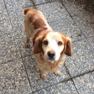 Sanremo: trovato nella notte tra sabato e ieri un cane da caccia (nella foto)