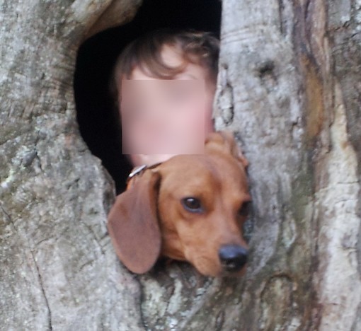 Ventimiglia: smarrito il 16 febbraio Pepe, un bassotto di 16 mesi. L'appello dei proprietari