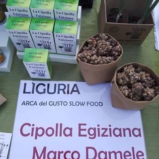 Cipolla Egiziana: il coltivatore Marco Damele "E' la pianta più ambita e ricercata del ponente ligure" Cipolla Egiziana: il coltivatore Marco Damele "E' la pianta più ambita e ricercata del ponente ligure"