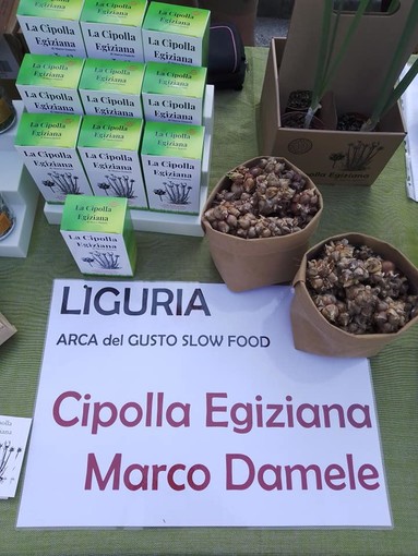 Cipolla Egiziana: il coltivatore Marco Damele &quot;E' la pianta più ambita e ricercata del ponente ligure&quot;