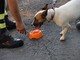 Ventimiglia: lasciano il cane in auto per andare a fare il bagno ai Balzi Rossi, intervento dei VVF (Foto) Ventimiglia: lasciano il cane in auto per andare a fare il bagno ai Balzi Rossi, intervento dei VVF (Foto)