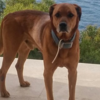 Dolceacqua: ritrovato il cane Cesare, smarrito ieri, avvertiti subiti i suoi proprietari