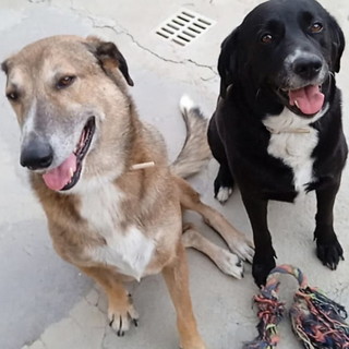 Sanremo: due cani scappati da martedì scorso nella zona di Gozo, l'appello dei proprietari (Foto) Sanremo: due cani scappati da martedì scorso nella zona di Gozo, l'appello dei proprietari (Foto)