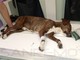 Fuggito da Ceriana e ritrovato a Badalucco: il cagnolino Filù è salvo, ma deve essere operato