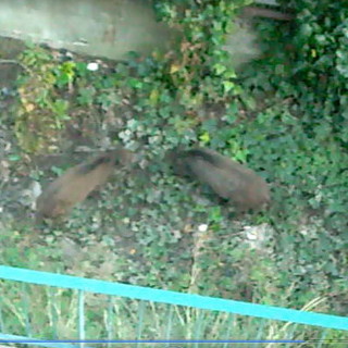 I cinghiali nel giardino della nostra lettrice
